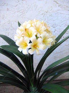 Swansgreen Real Clivia Seeds, (Clivia Bulbs), Bonsai Flower Seeds, Semente Garden Flowers Seeds Potted Plant For Home Garden 10 Pcs/Bag 13 von SwansGreen