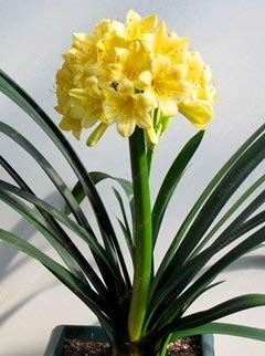 Swansgreen Real Clivia Seeds, (Clivia Bulbs), Bonsai Flower Seeds, Semente Garden Flowers Seeds Potted Plant For Home Garden 10 Pcs/Bag 2 von SwansGreen