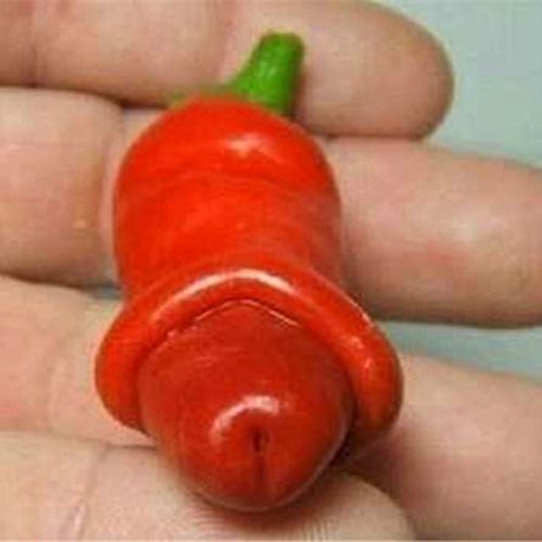Swansgreen Red : Penis Chili Red Hot Peter Pepper Seeds 200Pcs Vegetables & Fruit Seeds The Most Funny Peppers Bonsai Plants Seed For Home Garden Red von SwansGreen