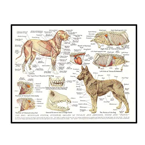 Swarouskll Muskeln & Organe des Hundes Tier Anatomie Pathologie Wandkunst Poster Leinwand Malerei Wohnkultur -50x70cm No Frame 1 PCS von Swarouskll