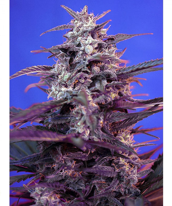 Bloody Skunk Bloody Skunk von Sweet Seeds
