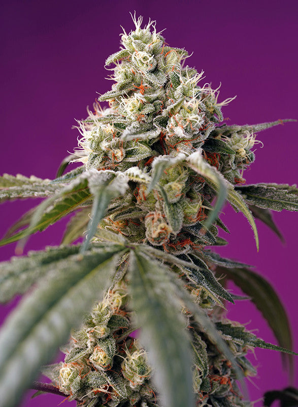 Bruce Banner von Sweet Seeds