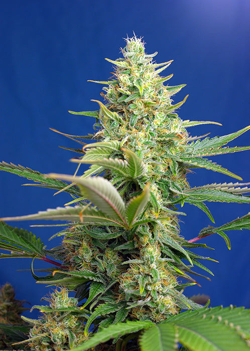 CBD Sweet Pure Auto feminisiert 3 Stück von Sweet Seeds