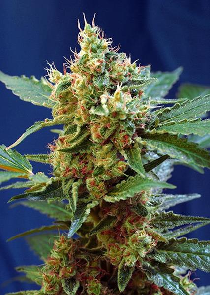 Cream Mandarine XL Cream Mandarine XL von Sweet Seeds