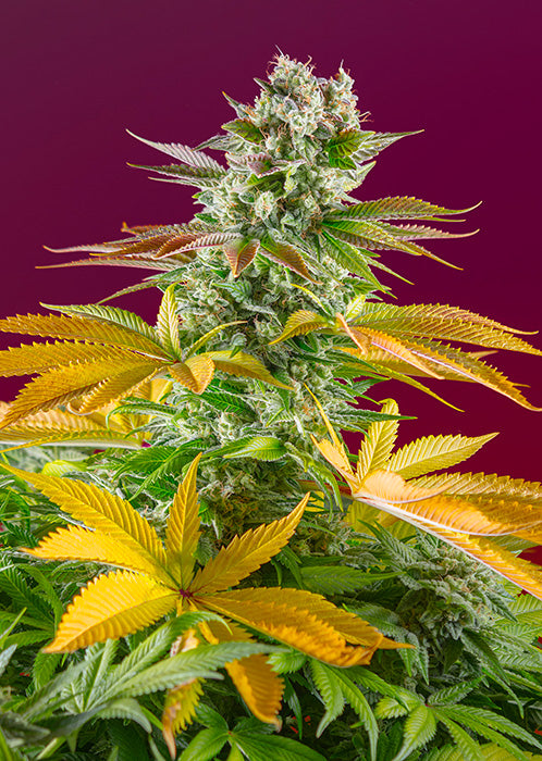 Gorilla Girl Fast Version von Sweet Seeds