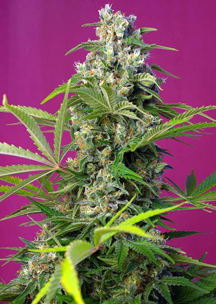 Gorilla Girl von Sweet Seeds