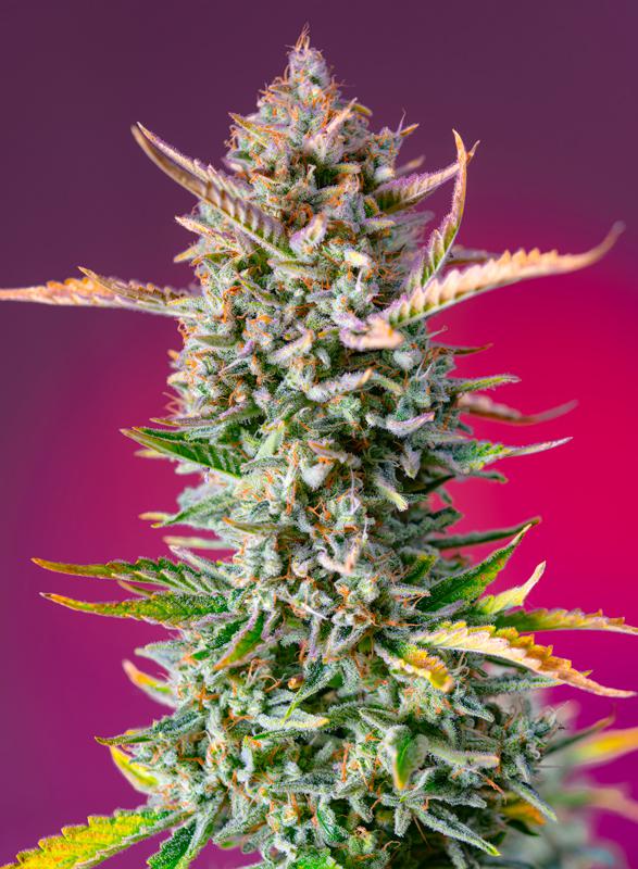 Gorilla Sherbet Fast Version von Sweet Seeds