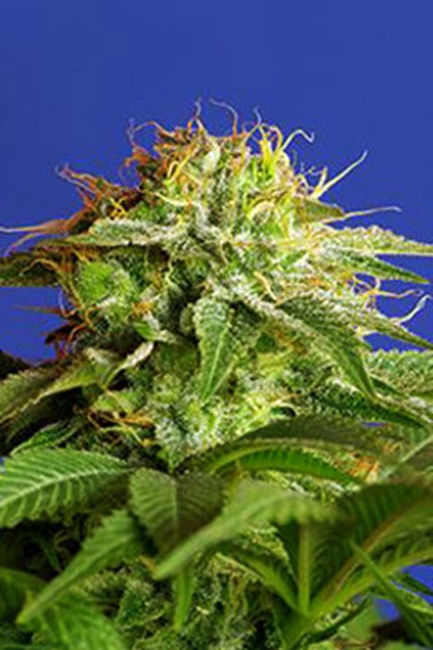 Green Poison Fast Version Green Poison Fast Version von Sweet Seeds