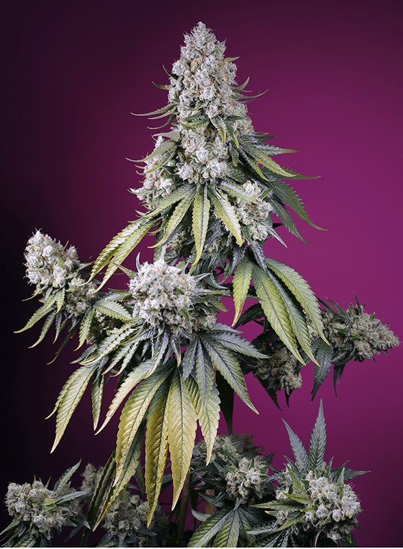 Jealousy Z XL Jealousy Z XL von Sweet Seeds
