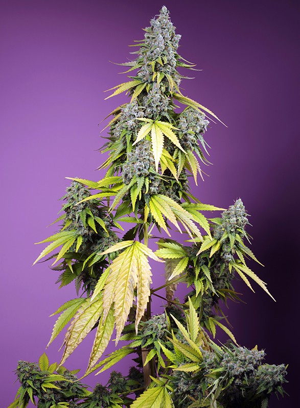 Jet Fuel Mandarine XL Jet Fuel Mandarine XL von Sweet Seeds