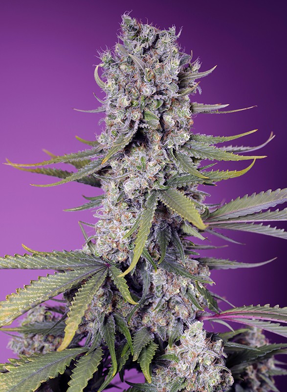 Papaya Zoap Papaya Zoap von Sweet Seeds