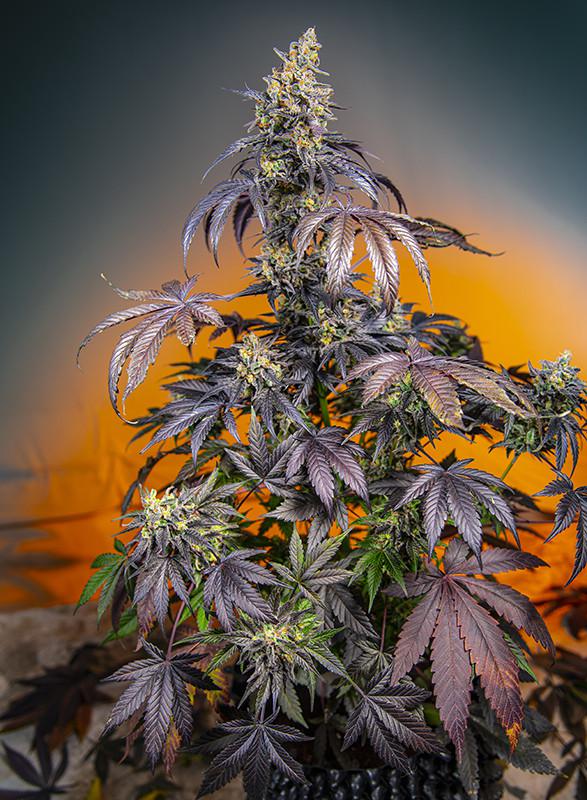 Red Gorilla Girl XL von Sweet Seeds