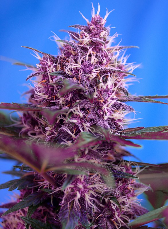 Red Poison Auto von Sweet Seeds