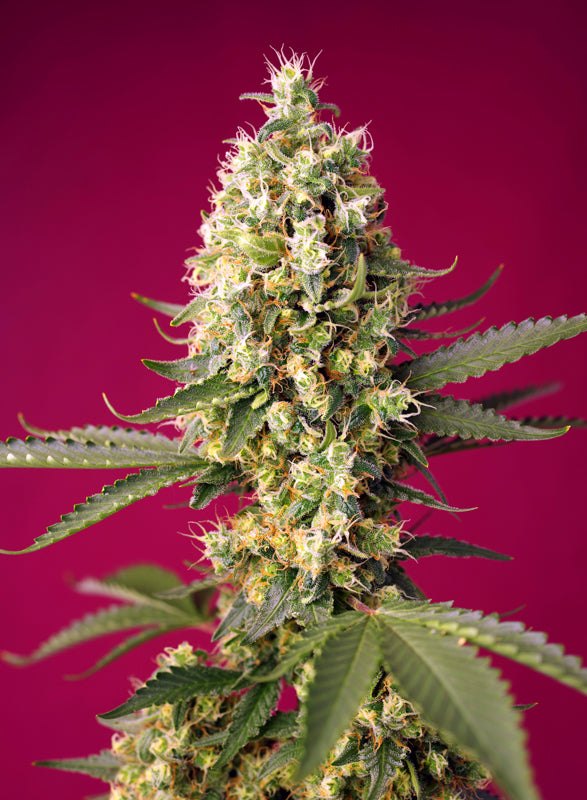 Skywalker OG Runtz XL von Sweet Seeds