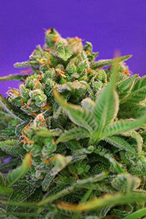 Sweet Cheese Fast Version Sweet Cheese Fast Version von Sweet Seeds