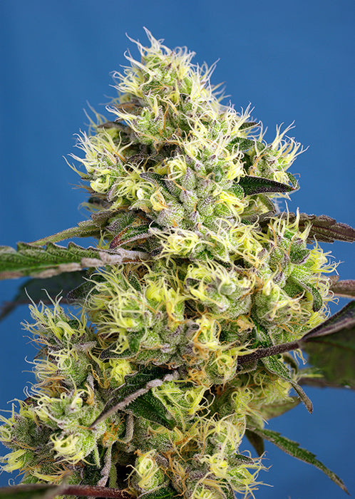 Sweet Gelato Auto feminisiert 3 Stück Sweet Gelato Auto feminisiert 3 Stück von Sweet Seeds