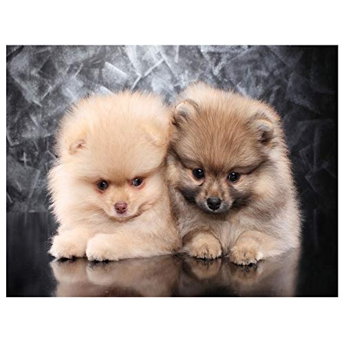Sxmrmnx Diamant Niedlich Pommerschen, Welpen Diamant Malerei Kreuz Stich Bild Von Strass DIY Diamant Stickerei Hund Haustier, Sxmrmnx Diamant Niedlich Pommerschen, Welpen Diamant Malerei Kreuz Stich Bild Von Strass DIY Diamant Stickerei Hund Haustier, von Sxmrmnx