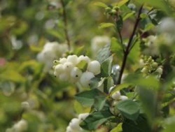 Gemeine Schneebeere / Knallerbsenstrauch, 60-100 cm, Symphoricarpos albus var. laevigatus, Containerware Gemeine Schneebeere / Knallerbsenstrauch, 60-100 cm, Symphoricarpos albus var. laevigatus, Containerware von Symphoricarpos albus var. laevigatus