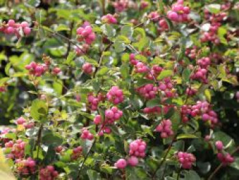 Purpurbeere / Knallerbsenstrauch 'Amethyst' ®, Symphoricarpos doorenbosii 'Amethyst' ®, Topfware von Symphoricarpos doorenbosii 'Amethyst' ®
