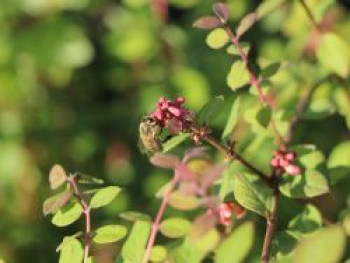 Niedrige Purpurbeere 'Hancock', 10-20 cm, Symphoricarpos x chenaultii 'Hancock', Weichwandcontainer von Symphoricarpos x chenaultii 'Hancock'