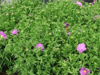 Herbstaster Alpha ® 'Light Purple', Symphyotrichum dumosum Alpha ® 'Light Purple', Topfware von Symphyotrichum dumosum Alpha ® 'Light Purple'