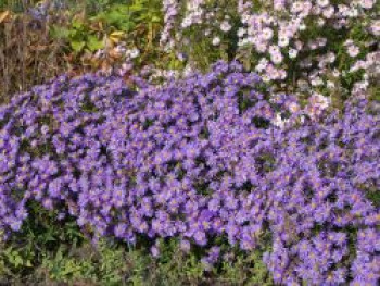 Kissen-Aster 'Blaue Lagune', Symphyotrichum dumosum 'Blaue Lagune', Containerware von Symphyotrichum dumosum 'Blaue Lagune'