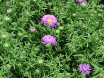 Kissen-Aster 'Blue Lapis', Symphyotrichum dumosum 'Blue Lapis', Containerware von Symphyotrichum dumosum 'Blue Lapis'