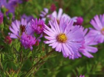 Kissen-Aster 'Herbstgruß vom Bresserhof', Symphyotrichum dumosum 'Herbstgruß vom Bresserhof', Containerware von Symphyotrichum dumosum 'Herbstgruß vom Bresserhof'