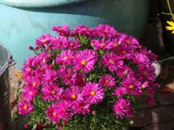 Kissen-Aster 'Jenny', Symphyotrichum dumosum 'Jenny', Containerware von Symphyotrichum dumosum 'Jenny'