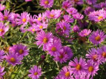 Kissen-Aster 'Peter Harrison', Symphyotrichum dumosum 'Peter Harrison', Topfware XL von Symphyotrichum dumosum 'Peter Harrison'