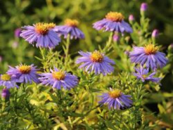 Kissen-Aster 'Prof. Anton Kippenberg', Symphyotrichum dumosum 'Prof. Anton Kippenberg', Topfware XL von Symphyotrichum dumosum 'Prof. Anton Kippenberg'