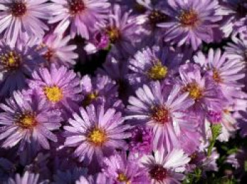 Kissen-Aster 'Rosenwichtel', Symphyotrichum dumosum 'Rosenwichtel', Topfware von Symphyotrichum dumosum 'Rosenwichtel'