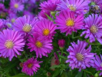 Kissen-Aster 'Tonga', Symphyotrichum dumosum 'Tonga', Topfware von Symphyotrichum dumosum 'Tonga'