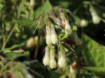 Flacher Kaukasus Beinwell, Symphytum grandiflorum, Topfware von Symphytum grandiflorum