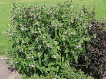 Echter Beinwell, Symphytum officinale, Topfware von Symphytum officinale