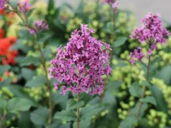 Edelflieder / Herbstflieder Bloomerang® 'Dark Purple', 60-80 cm, Syringa Bloomerang® 'Dark Purple', Containerware XXL von Syringa Bloomerang® 'Dark Purple'