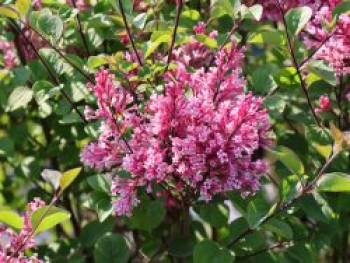 Zwerg-Duftflieder 'Tinkerbelle' ®, Syringa 'Tinkerbelle' ®, Topfware von Syringa 'Tinkerbelle' ®