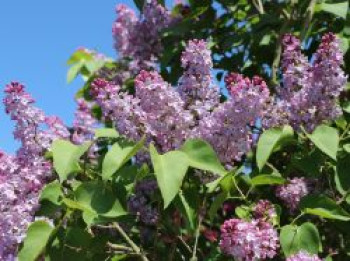 Chinesischer Flieder, 40-60 cm, Syringa chinensis, Containerware von Syringa chinensis