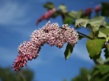 Ungarischer Flieder, 30-40 cm, Syringa josikaea, Containerware von Syringa josikaea