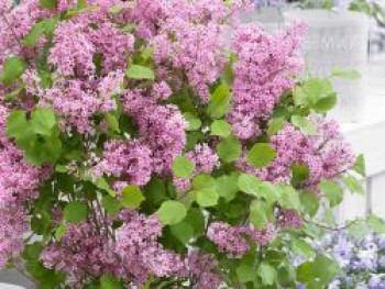 Meyer's Zwerg-Flieder Flowerfesta 'Pink', 30-40 cm, Syringa meyeri Flowerfesta 'Pink', Containerware von Syringa meyeri Flowerfesta 'Pink'