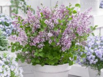 Meyer's Zwerg-Flieder Flowerfesta 'Purple', 30-40 cm, Syringa meyeri Flowerfesta 'Purple', Containerware von Syringa meyeri Flowerfesta 'Purple'