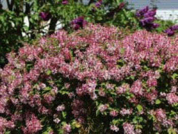 Zwerg-Duftflieder 'Josee', 30-40 cm, Syringa meyeri 'Josee', Containerware Zwerg-Duftflieder 'Josee', 30-40 cm, Syringa meyeri 'Josee', Containerware von Syringa meyeri 'Josee'