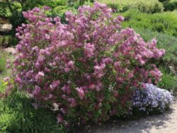 Zwerg-Duftflieder 'Palibin', Stamm 50 cm, 70-100 cm, Syringa meyeri 'Palibin', Stämmchen XXL von Syringa meyeri 'Palibin'