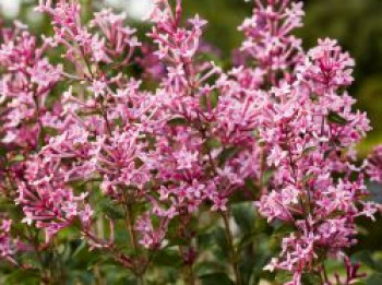 Meyer's Flieder Bloomerang ® 'Pink Perfume', 30-40 cm, Syringa meyeri Bloomerang ® 'Pink Perfume', Containerware von Syringa meyeri Bloomerang ® 'Pink Perfume'