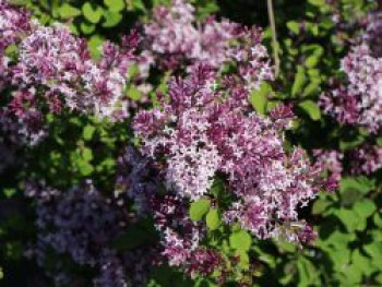 Meyer's Zwerg-Flieder 'Red Pixie', 40-60 cm, Syringa meyeri 'Red Pixie', Containerware von Syringa meyeri 'Red Pixie'