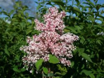 Kleinblättriger Herbstflieder 'Superba', 40-60 cm, Syringa microphylla 'Superba', Containerware von Syringa microphylla 'Superba'