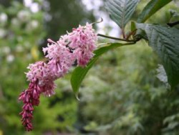 Bogenflieder, 30-40 cm, Syringa reflexa, Containerware Bogenflieder, 30-40 cm, Syringa reflexa, Containerware von Syringa reflexa