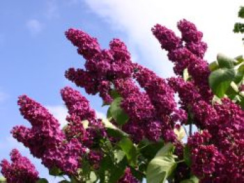 Edelflieder  'Andenken an Ludwig Späth', 30-40 cm, Syringa vulgaris 'Andenken an Ludwig Späth', Containerware von Syringa vulgaris 'Andenken an Ludwig Späth'