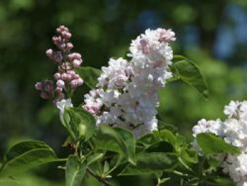 Edelflieder 'Beauty of Moscow', 30-40 cm, Syringa vulgaris 'Beauty of Moscow', Containerware von Syringa vulgaris 'Beauty of Moscow'