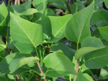 Edelflieder 'Carpe Diem', 40-60 cm, Syringa vulgaris 'Carpe Diem', Containerware von Syringa vulgaris 'Carpe Diem'